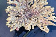 Coral Decoration
