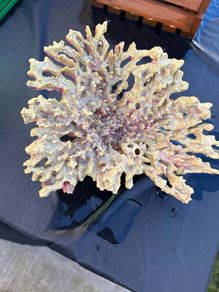 Coral Decoration