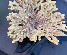Coral Decoration
