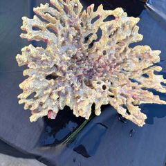 Coral Decoration