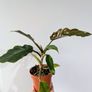 Philodendron Choco Empress Plant Image 2