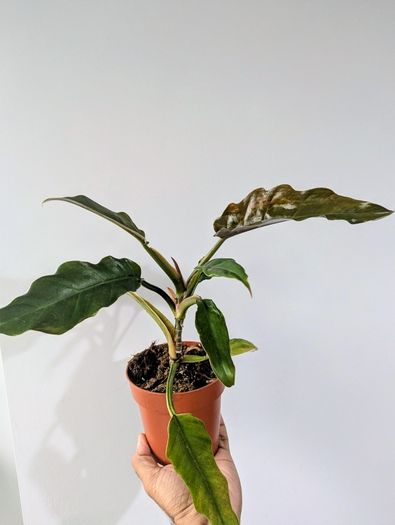 Philodendron Choco Empress Plant