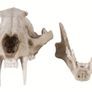 1/1 resin copy of a leopard skull. Image 6