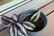 Tradescantia plants