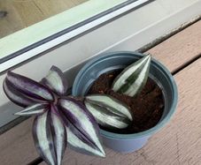 Tradescantia plants