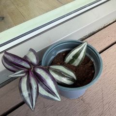 Tradescantia plants