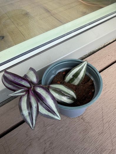Tradescantia plants