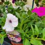 Summer Bedding Flowers Image 6