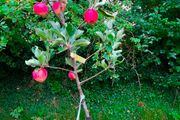 apple plants