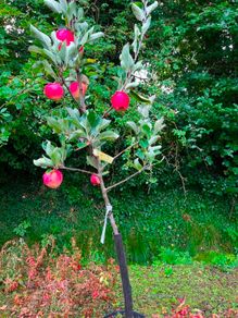 apple plants