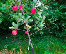 apple plants