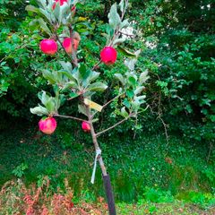 apple plants