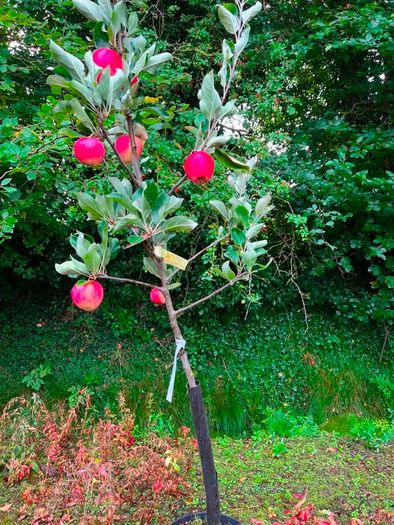 apple plants