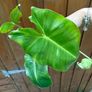 Rare houseplant Philodendron Paraiso Verde Image 5