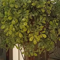 Plastic Tree
