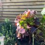 aeonium black rose plant Image 4