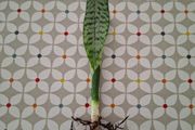 Snake plant
