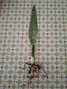 Snake plant