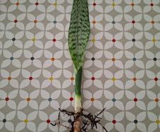 Snake plant 47cm