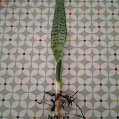 Snake plant