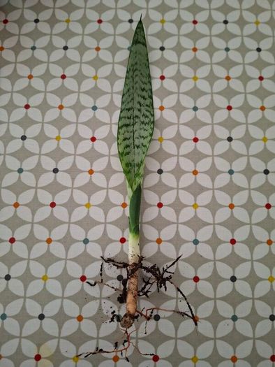 Snake plant
