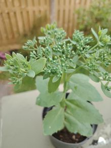 Sedum 'Autumn Joy' ('Herbstfreude')