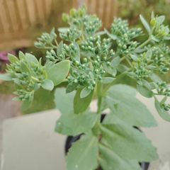 Sedum 'Autumn Joy' ('Herbstfreude')