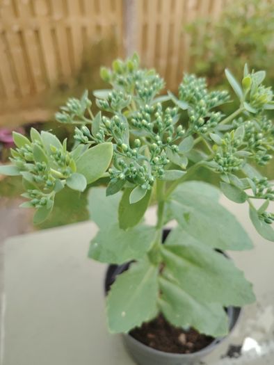 Sedum 'Autumn Joy' ('Herbstfreude')