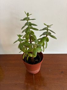 Medium Jade plant