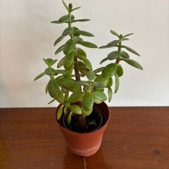 Medium Jade plant