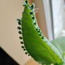 Houseplant Mother of Thousands Image 5