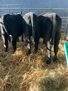 Aa Bulls Weanlings