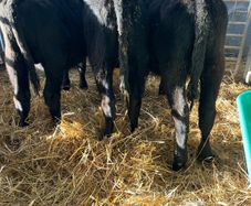 Aa Bulls Weanlings