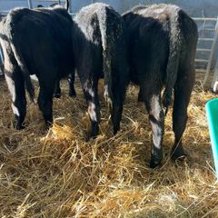 Aa Bulls Weanlings