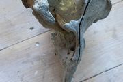 Antique skull of a dolphin
