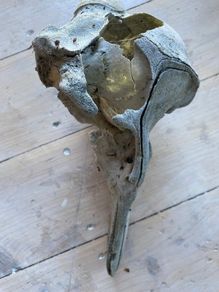 Antique skull of a dolphin