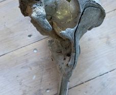 Antique skull of a dolphin