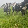 Pure bread Dutch spotted Hogget ram and ram lambs Image 2
