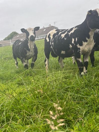 Pure bread Dutch spotted ram lambs