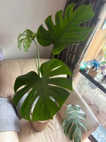 Monstera