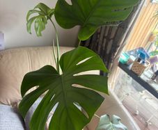 Monstera