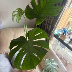 Monstera