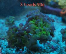 ghost 4 color hammer coral