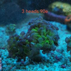 ghost 4 color hammer coral