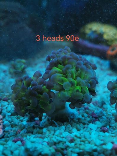 ghost 4 color hammer coral
