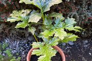 Garden Plant Bear's Breeches