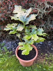 Garden Plant Bear's Breeches