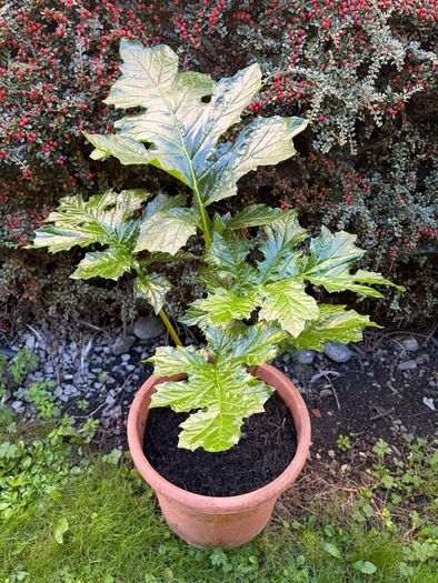 Garden Plant Bear's Breeches