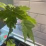 Tree plant Image 2