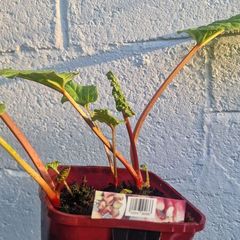 rhubarb